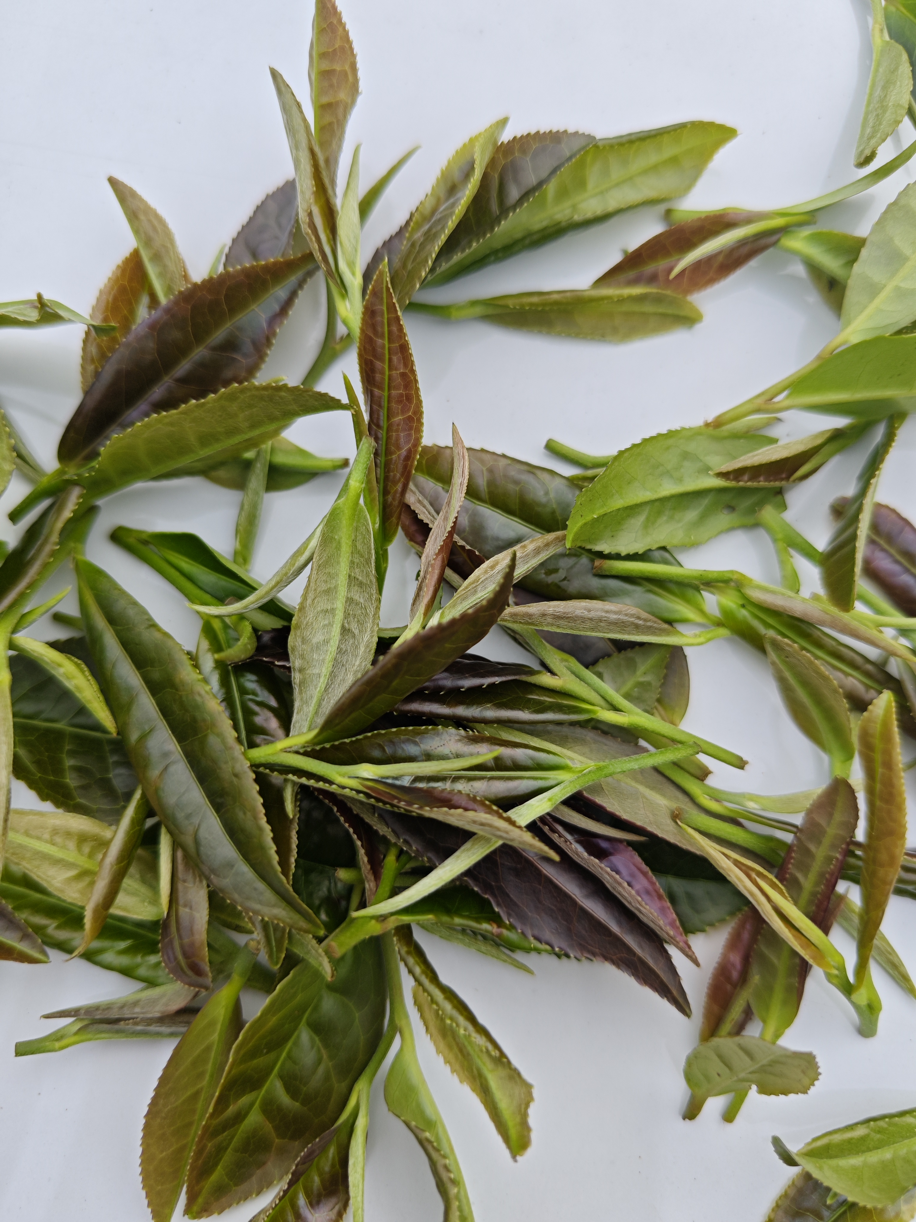 自然製作 高山野茶 白茶
