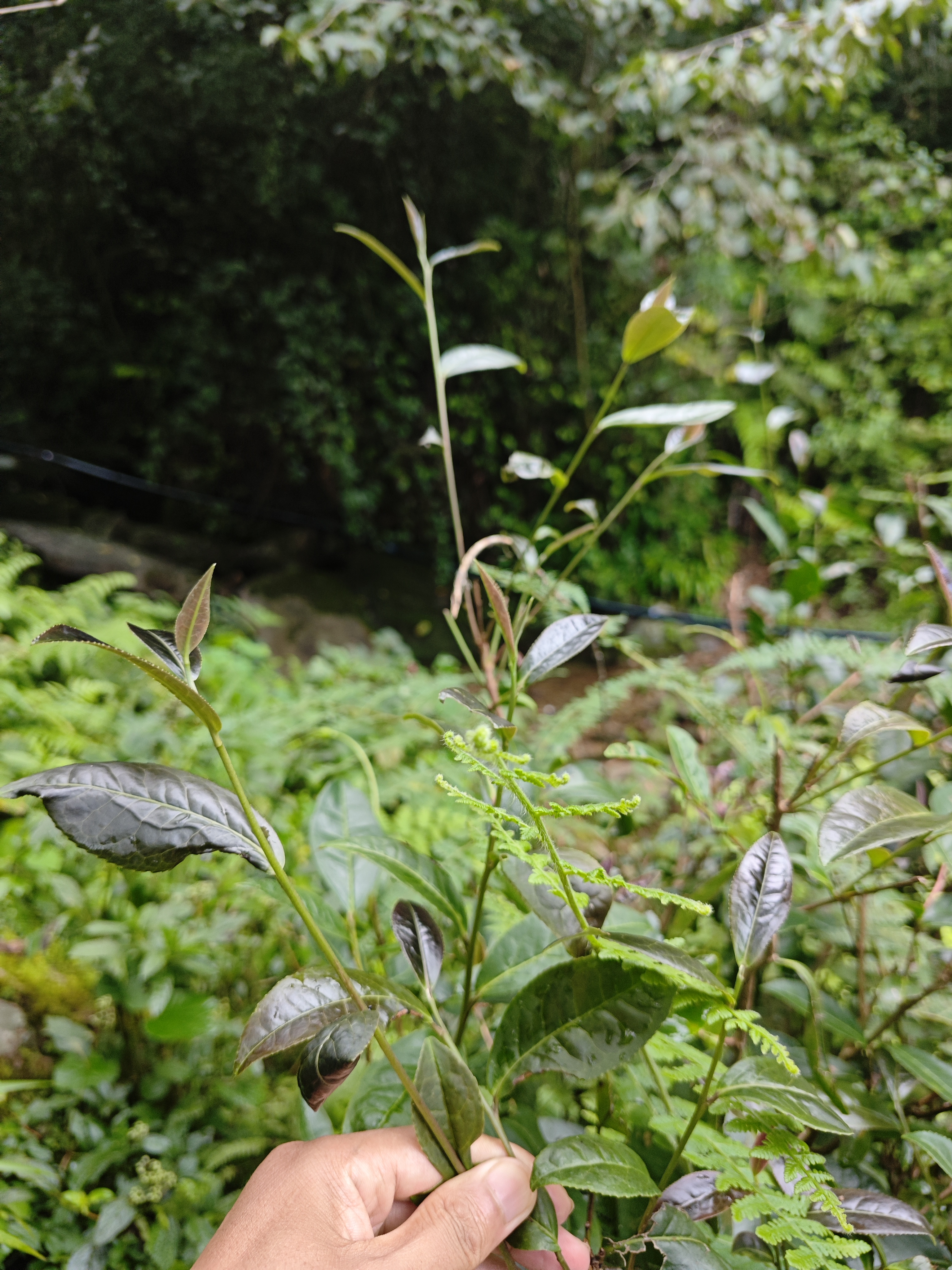 自然製作 高山野茶 白茶 紅茶(第 2 張)
