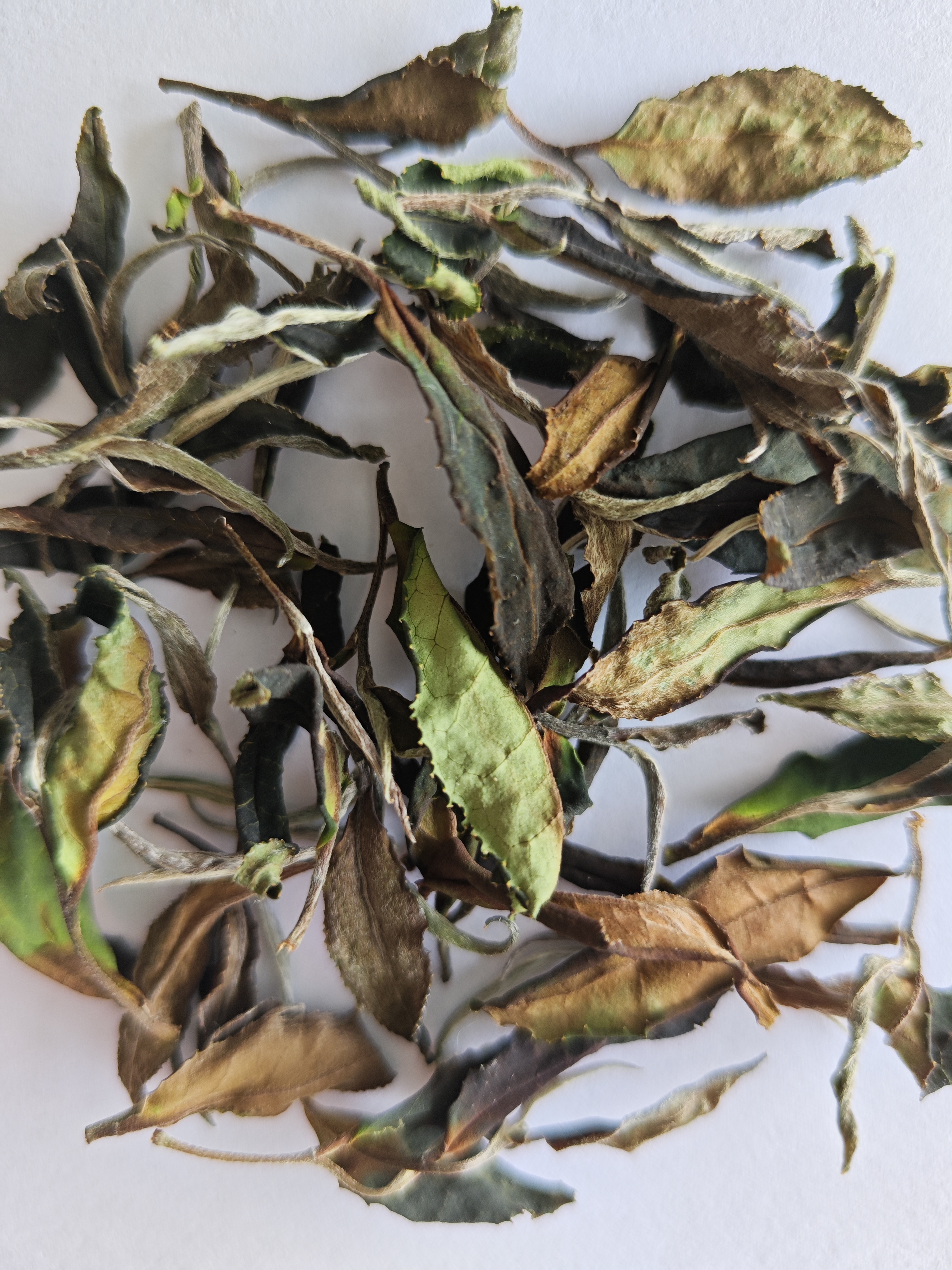 自然製作 高山野茶 白茶 紅茶(第 4 張)