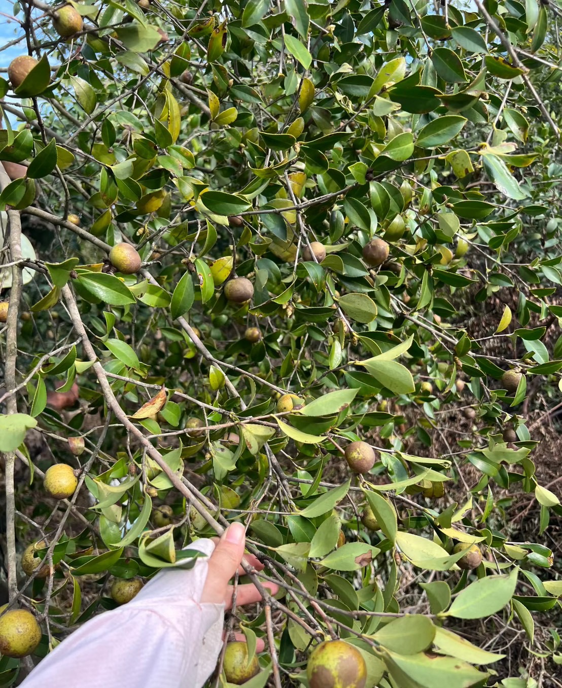 野生茶籽油（第 3 張）