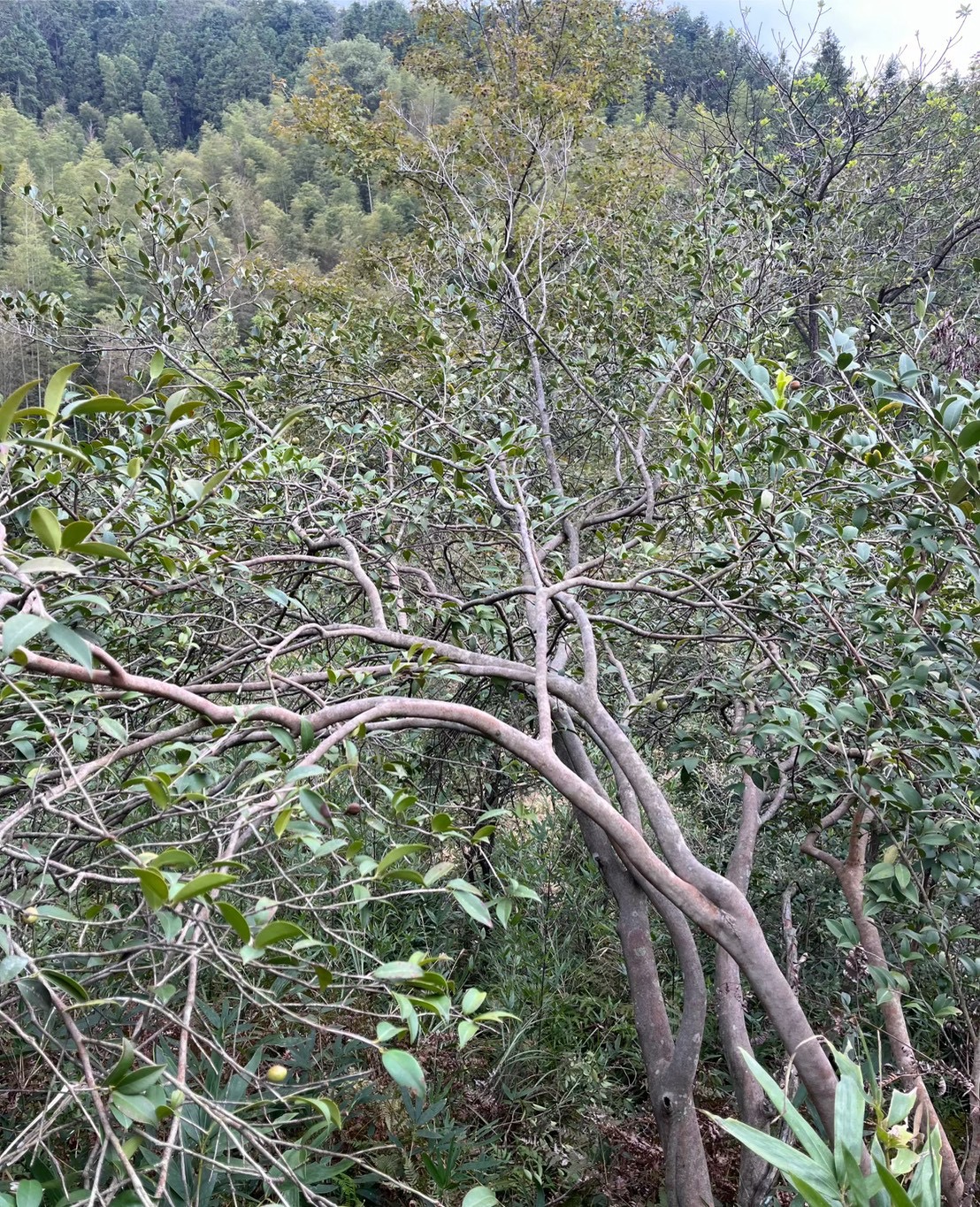 野生茶籽油（第 4 張）