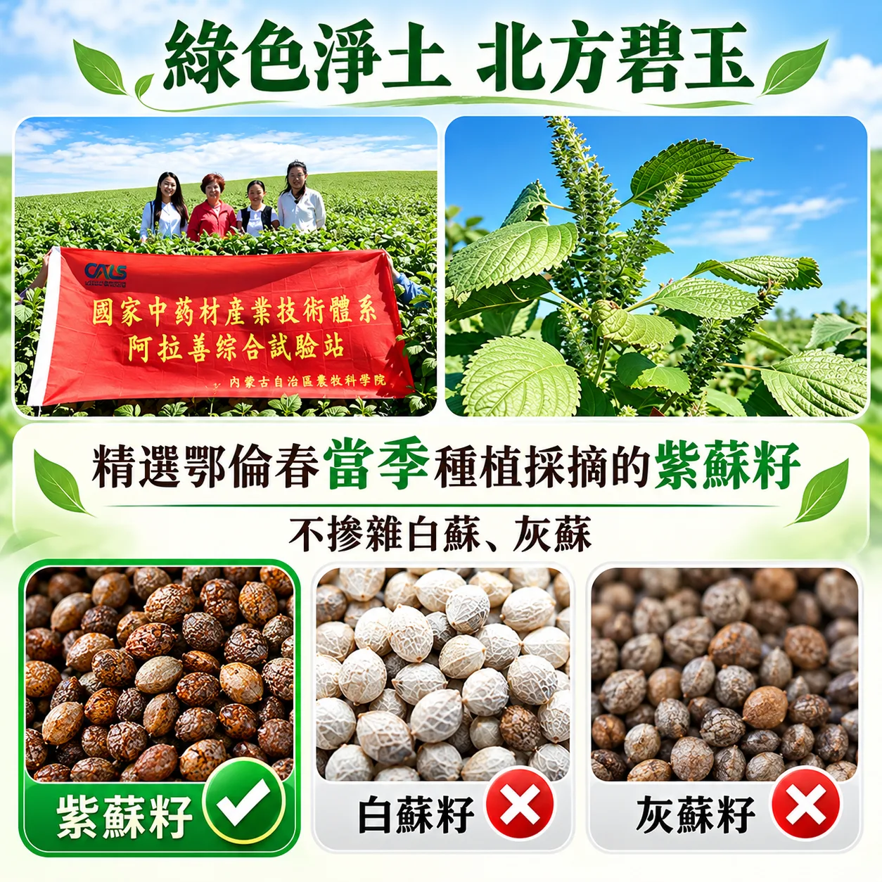 紫蘇籽油(第 4 張)